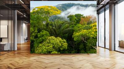 Forest canopy with many different tree species, palm trees and flowering trees with yellow flowers: the amazon forest seen from above Wall mural