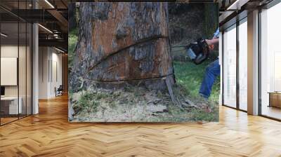 Logger man cutting an eucalyptic tree with a chainsaw and woodspecks flying around Wall mural