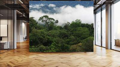 The amazon rainforest with clouds covering the major part of the forest Wall mural