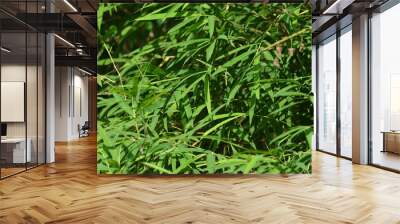 Bamboo leaves background Wall mural