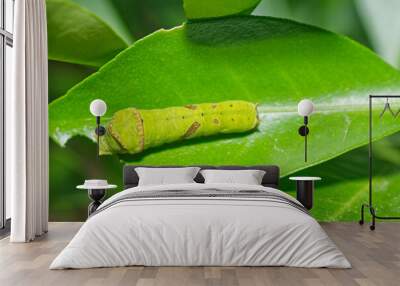 caterpillar on leaf Wall mural