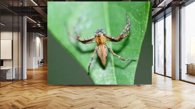 spider on a leaf Wall mural