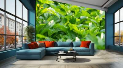 Green  Leaf Background wall and texture. Look and feel of Tropical Forest and Nature Wall mural