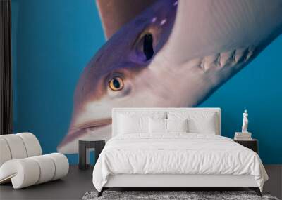 Marine life in aquarium Wall mural