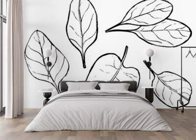 hand drawn illustration of spinach, doodles of spinach, leafy green Wall mural