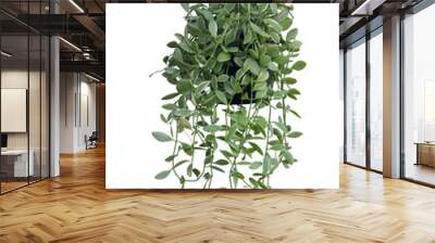 Dischidia ruscifolia or dave plant hanging in pot isolated on white background included clipping path. Wall mural