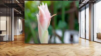 Pink Torch Ginger flower bud in the garden on blur nature background. Wall mural