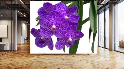 Purple Orchid Vanda flower bloom in the vertical garden isolated on white background included clipping path. Wall mural