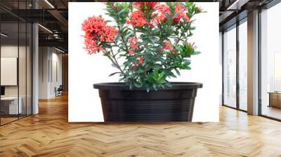 Red Ixora flower bloom in black plastic pot isolated on white background. Wall mural