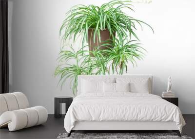 Spider Plant on Chlorophytum Comosum in brown pot isolated on white background included clipping path. Wall mural