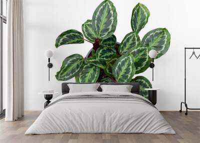 Top view of Calathea roseopicta (Linden) Regel Medallion plant with drops in black plastic pot isolated on white background included clipping path. Wall mural