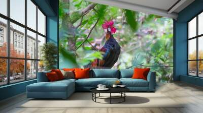 red jungle fowl or lophura diardi (bonaparte) on a tree Wall mural