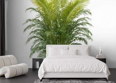 Majesty Palm tall plant with lush green feathery fronds in a large woven basket planter Wall mural