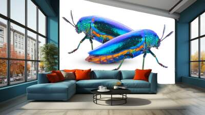 Jewel beetle over white background Wall mural