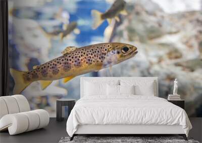 Close up image of a trout in an aquarium Wall mural