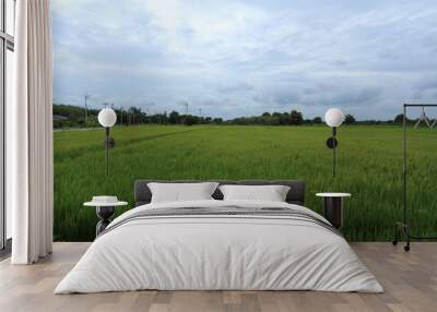 Rice fields in Rayong at Thailand Wall mural