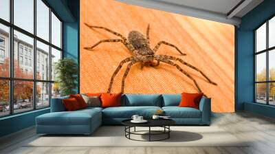 Thai spiders Wall mural