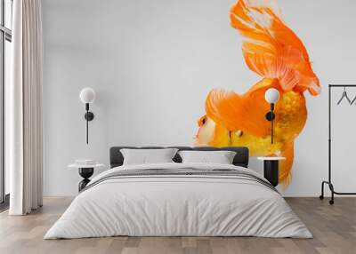 Goldfish isolate on a gray background Wall mural