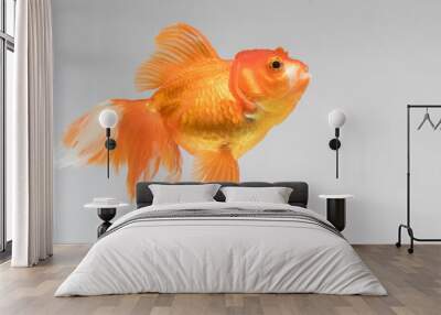 Goldfish isolate on a gray background Wall mural