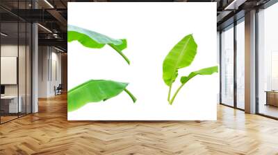 Three green banana leaf isolated on white background with clipping path. Wall mural