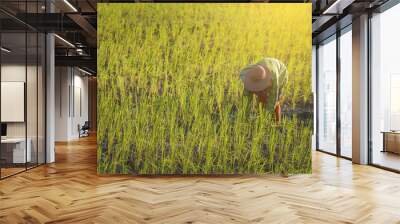 Thai farmers plants rice in the paddy field. Wall mural