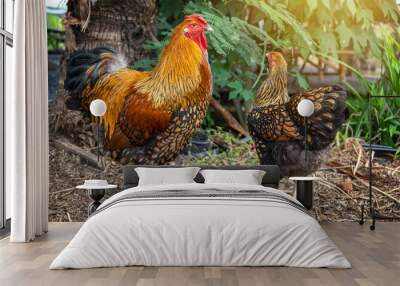 Black yellow laced Wyandotte Double chicken male and female pure breed beautiful free range organic style in the backyard. Wall mural