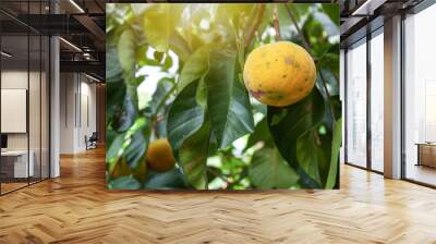 Santol or Sentul fruit (Sandoricum koetjape) on tree in the organic farm garden with morning sunlight with nature background. Wall mural