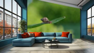 Snail Muller gliding on the leaves. Wall mural