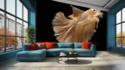 Capture of beautiful golden fighting fish , Betta movement on a black background Wall mural