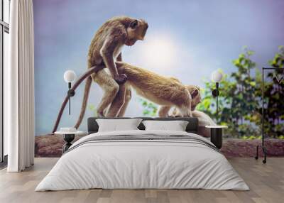 Monkeys are known to breed on cliffs. Wall mural