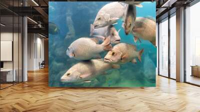 Red Snapper fish school in the tropical sea Wall mural