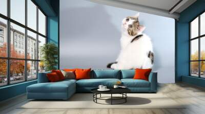 British Shorthair Kitten Cat Isolated Wall mural