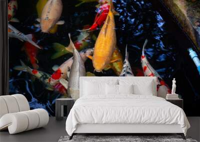 Koi fish swimming in the pond Wall mural