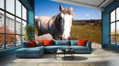 portrait of a horse Wall mural