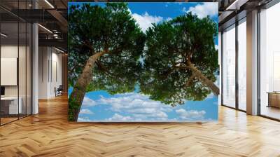 Panoramic from the bottom up of two maritime pines in Maremma Bolgheri Tuscany Italy Wall mural