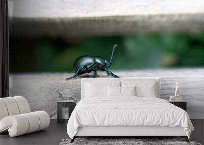 Close-up of black-green bug on wood Wall mural