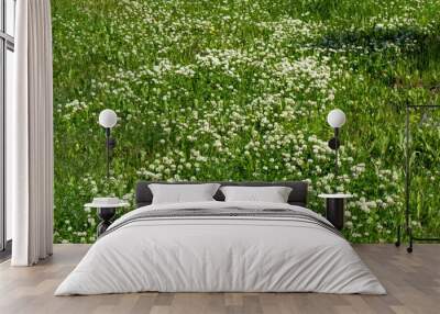 A lawn with creeping white clover (Trifolium repens) in bloom on a sunny summer day. Wall mural