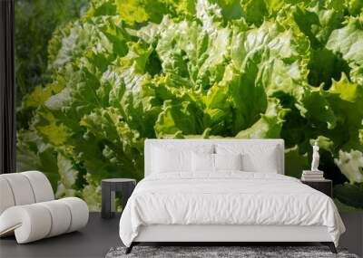 Leafy green lettuce grows on a vegetable garden on sunny summer day. Wall mural