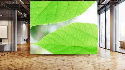 Fresh green leaves under the sunlight with blurred backgrounds. Ecology, nature, renewable energy concepts. Wall mural