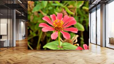 Red flower blooming in the garden of Spring and summer with blur green flower background, Thailand Wall mural