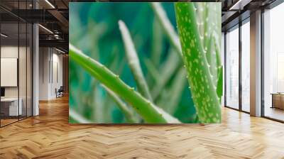 Close-up of fresh and green tropical aloe vera leaf nature plants with blurry and soft focus background for beauty cosmetic wallpaper Wall mural