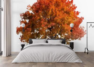 autumn maple tree isolated on transparent background cutout Wall mural