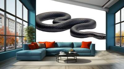 black snake isolated on transparent background cutout Wall mural