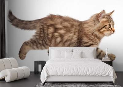 cat walk isolated on transparent background cutout Wall mural