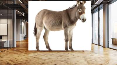 donkey isolated on transparent background cutout Wall mural