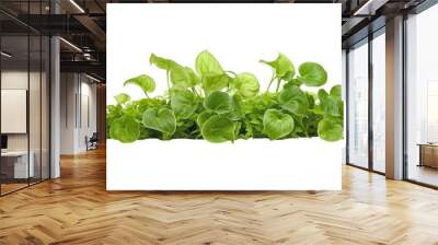 fresh water plant leaves isolated on transparent background cutout Wall mural