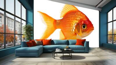 goldfish isolated on transparent background cutout Wall mural