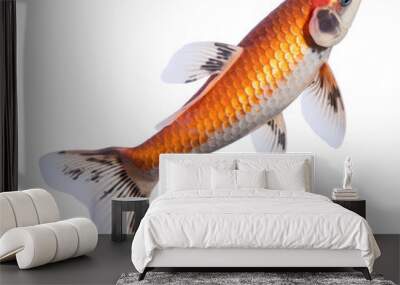 koi fish isolated on transparent background cutout Wall mural