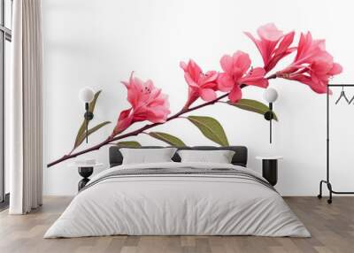 pink flower isolated on white background Wall mural