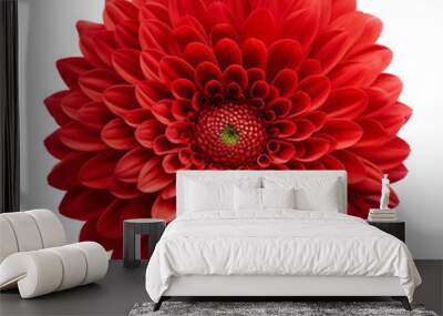 red flower isolated on transparent background cutout Wall mural